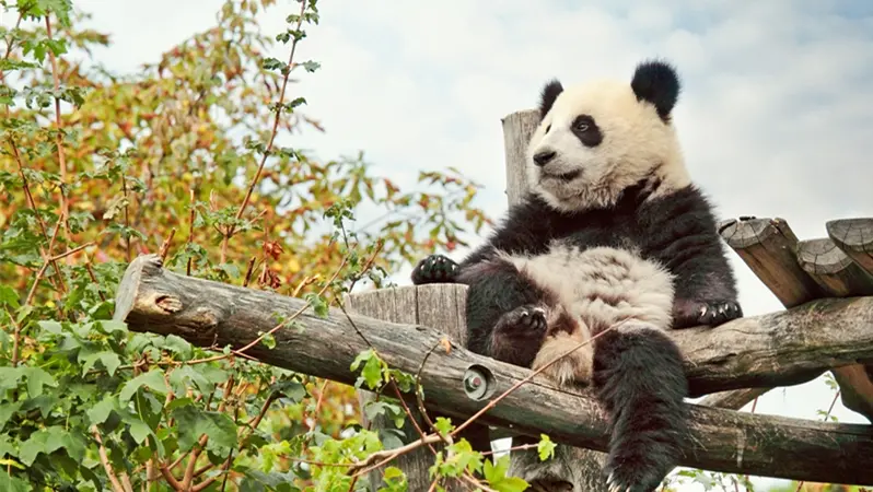Chengdu Panda